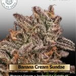 Banana Cream Sundae (Feminized) - Atlas Seed