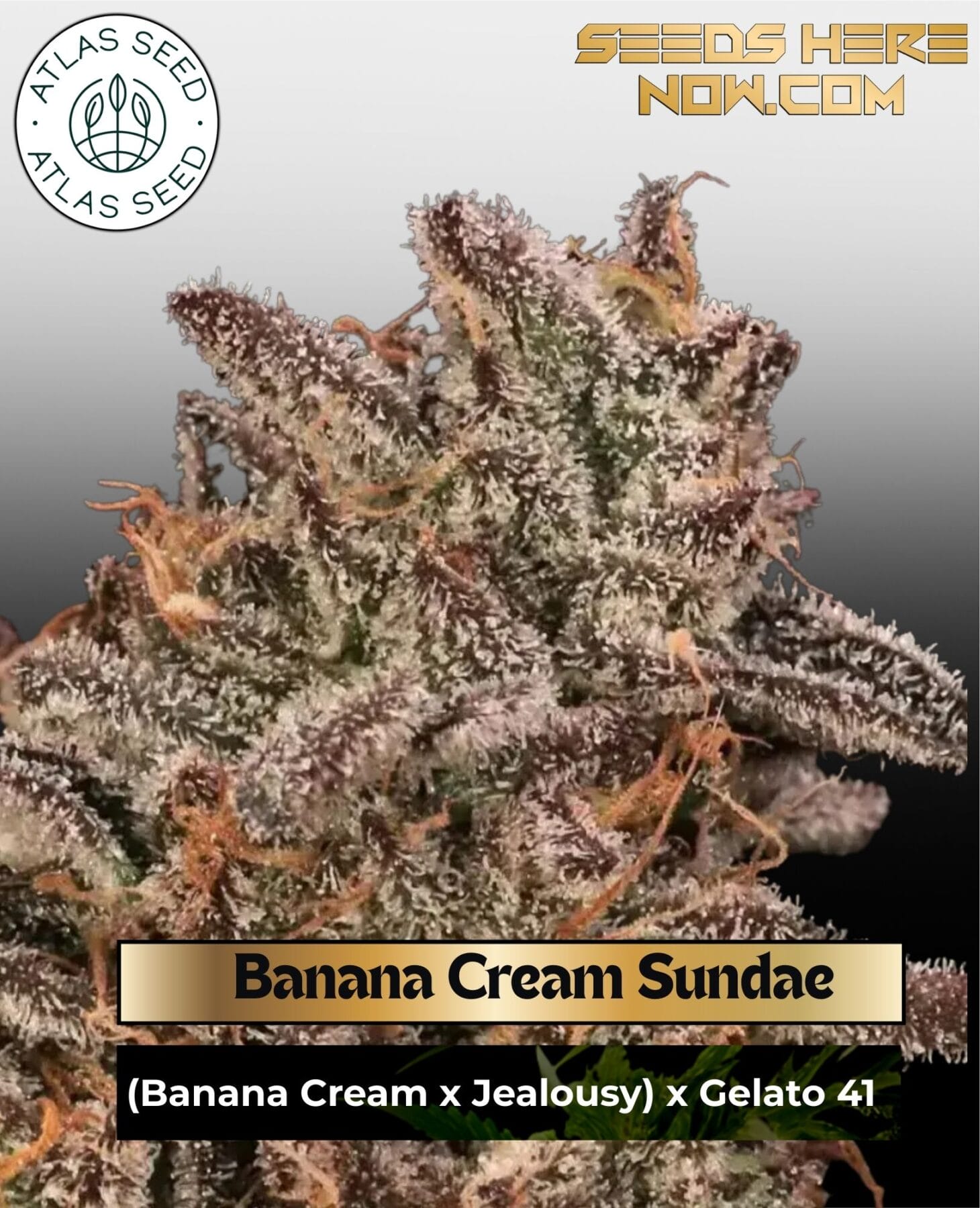 Banana Cream Sundae Feminized Seeds - Atlas Seed