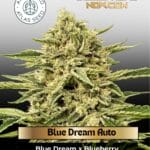 Blue Dream Auto (Feminized) - Atlas Seed