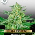 Blue Dream FAST Feminized Seeds - Atlas Seed