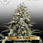 Blue Dream (Feminized) - Atlas Seed