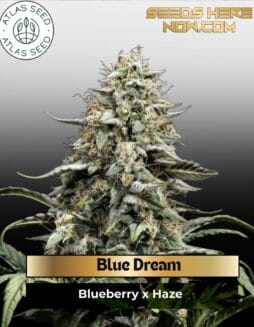 Blue Dream Feminized Seeds (space) Atlas Seed