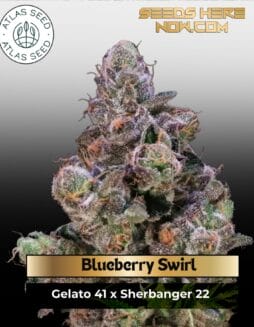 Blueberry Swirl Feminized Seeds (space) Atlas Seed