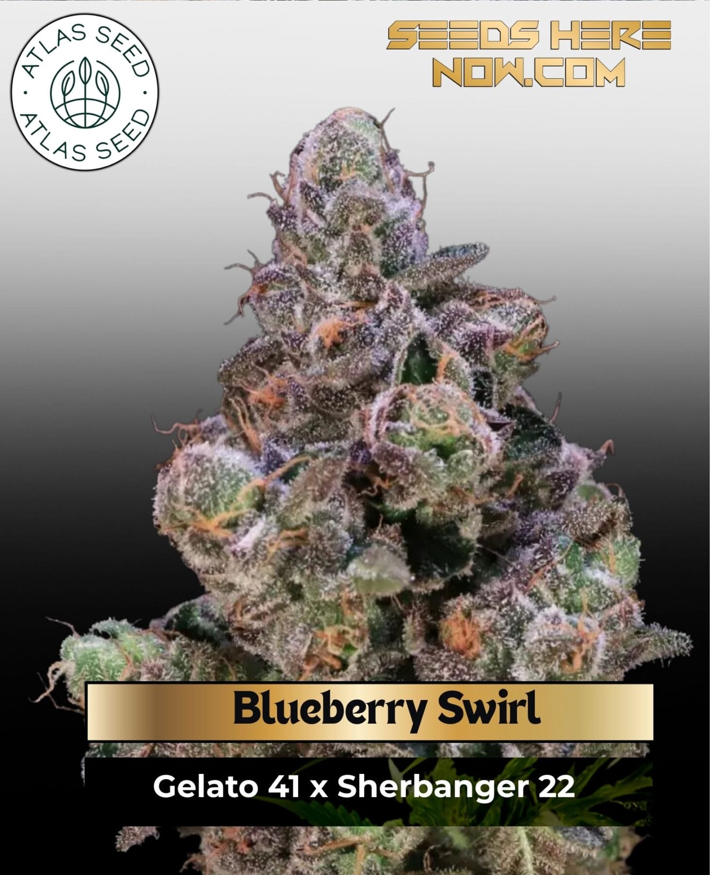 Blueberry Swirl Feminized Seeds - Atlas Seed