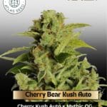 Cherry Bear Kush Auto (Feminized) - Atlas Seed