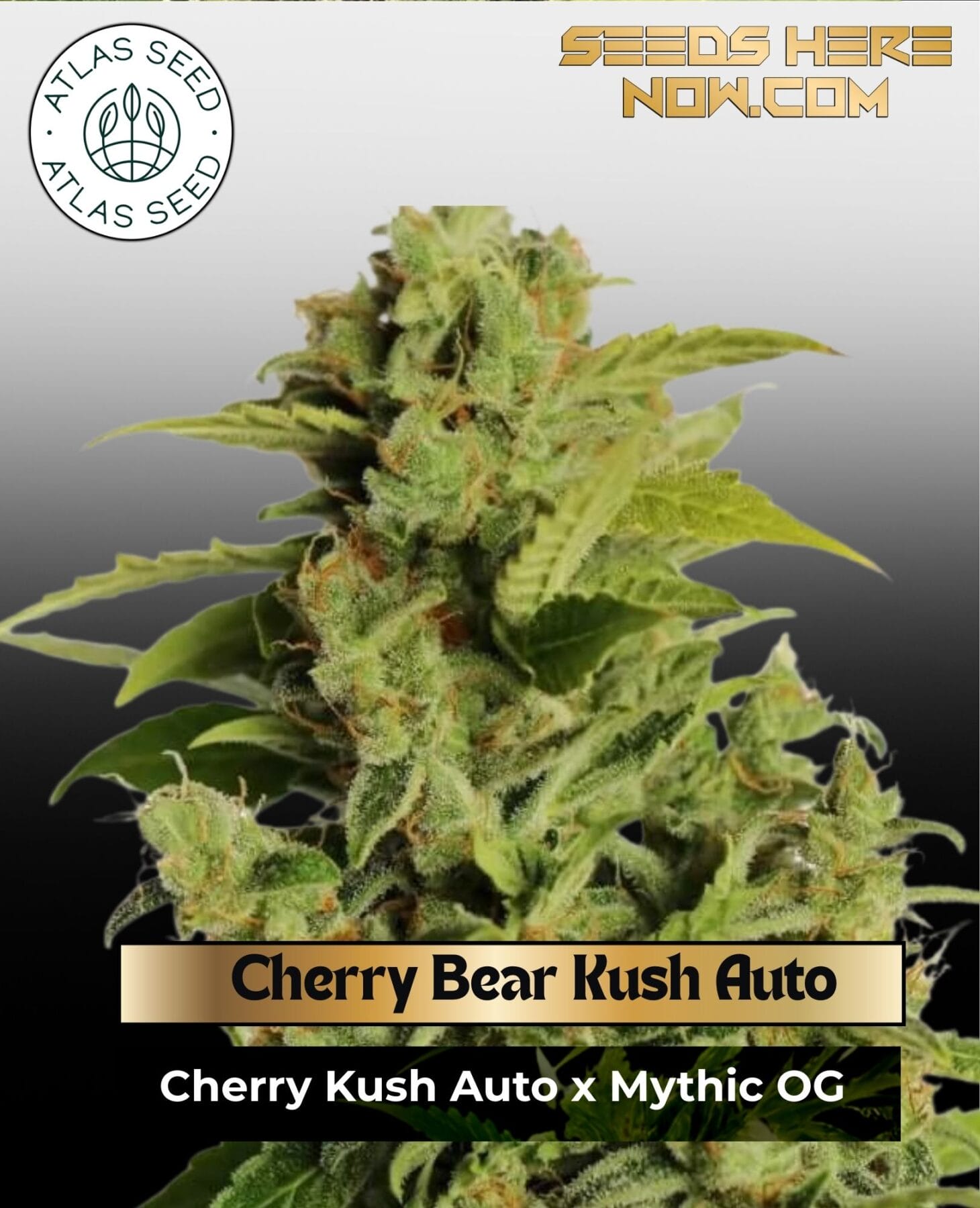 Cherry Bear Kush Auto Feminized Seeds - Atlas Seed