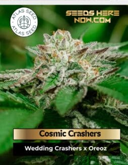 Cosmic Crashers Feminized Seeds (space) Atlas Seed