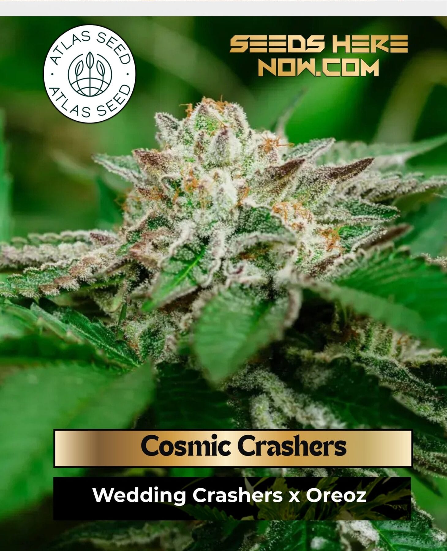 Cosmic Crashers Feminized Seeds - Atlas Seed