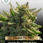 Cheetah Fat FAST Feminized Seeds - Atlas Seed