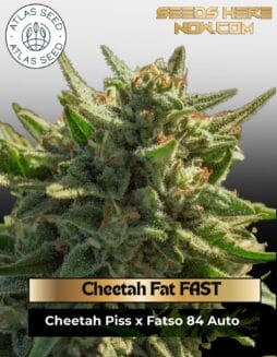 Cheetah Fat FAST Feminized Seeds (space) Atlas Seed