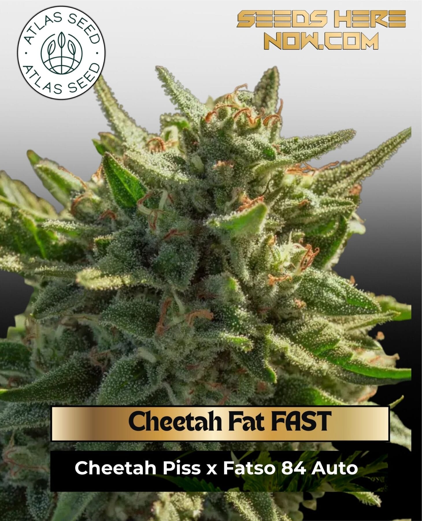 Cheetah Fat FAST Feminized Seeds - Atlas Seed