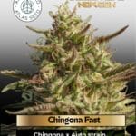 Chingona Fast (Feminized) - Atlas Seed