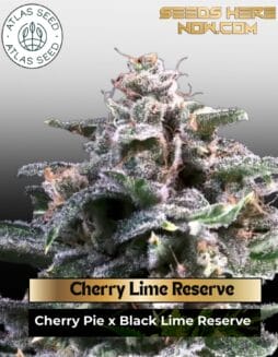Cherry Lime Reserve Feminized Seeds (space) Atlas Seed