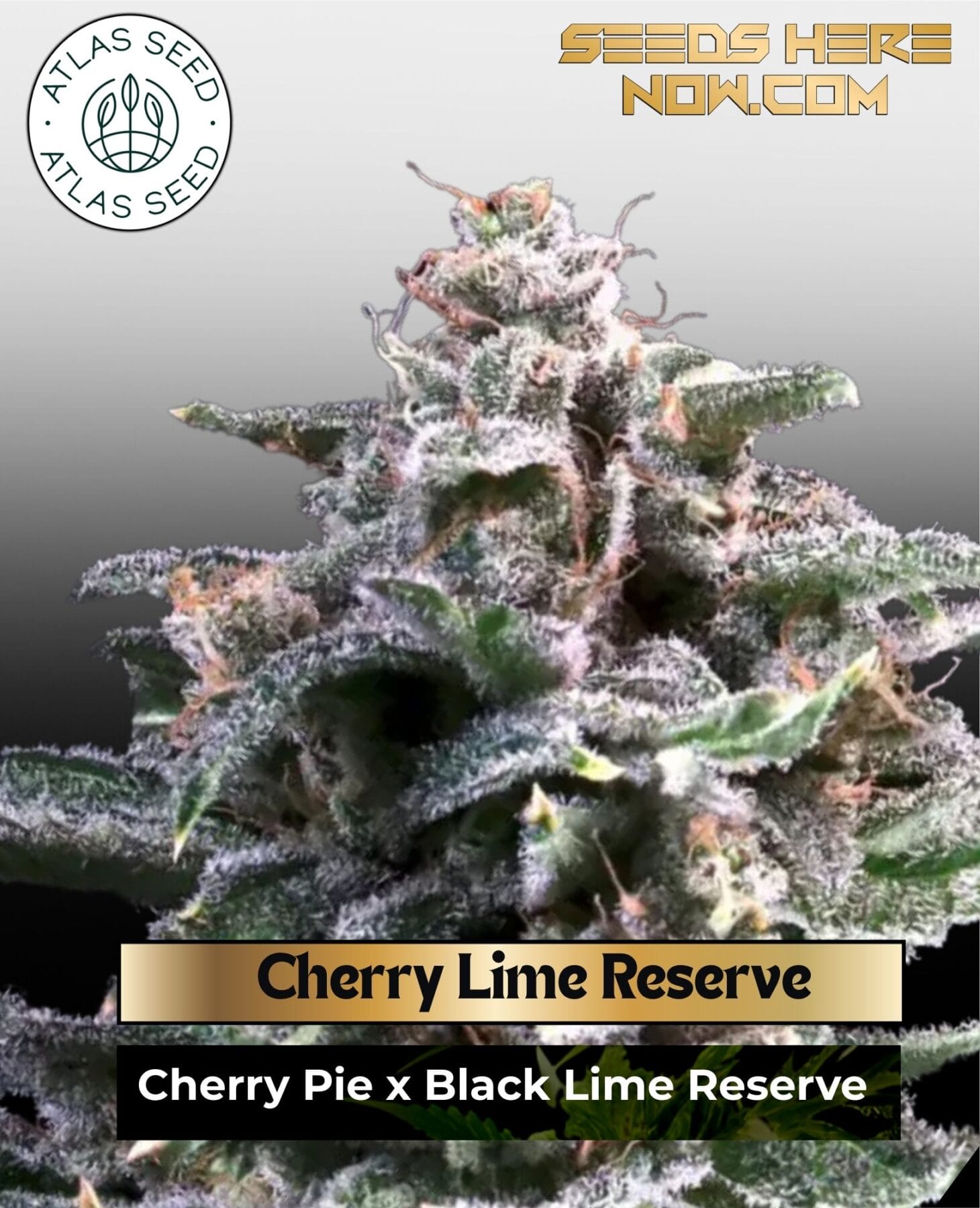 Cherry Lime Reserve Feminized Seeds - Atlas Seed