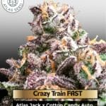 Crazy Train FAST (Feminized) - Atlas Seed