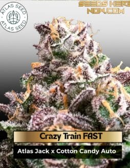 Crazy Train FAST Feminized Seeds (space) Atlas Seed
