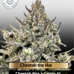 Cheetah the Hut (Feminized) - Atlas Seed
