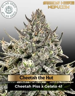 Cheetah the Hut Feminized Seeds (space) Atlas Seed