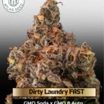 Dirty Laundry FAST (Feminized) - Atlas Seed