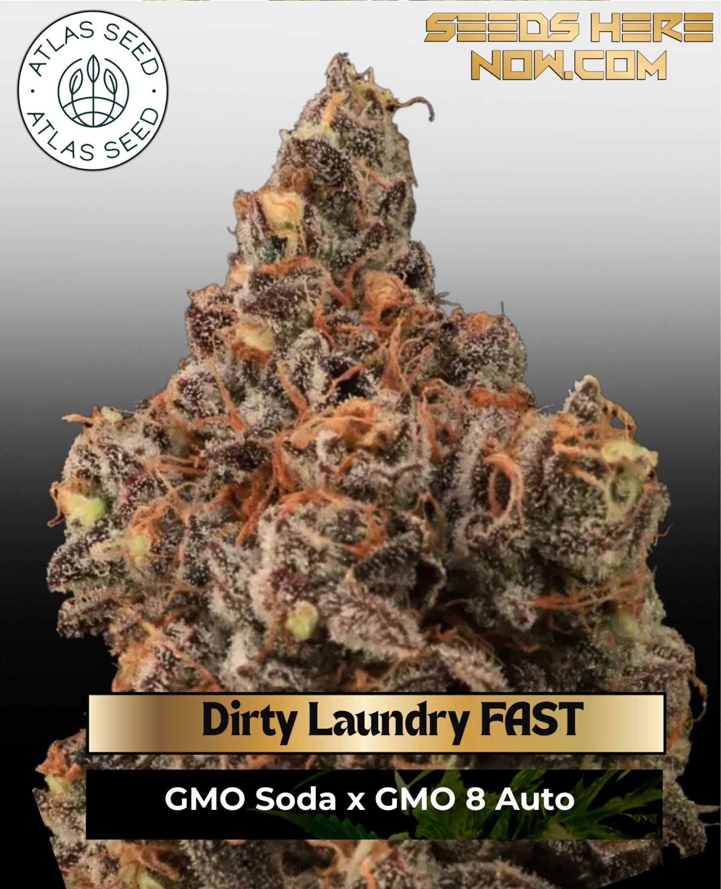 Dirty Laundry FAST Feminized Seeds - Atlas Seed