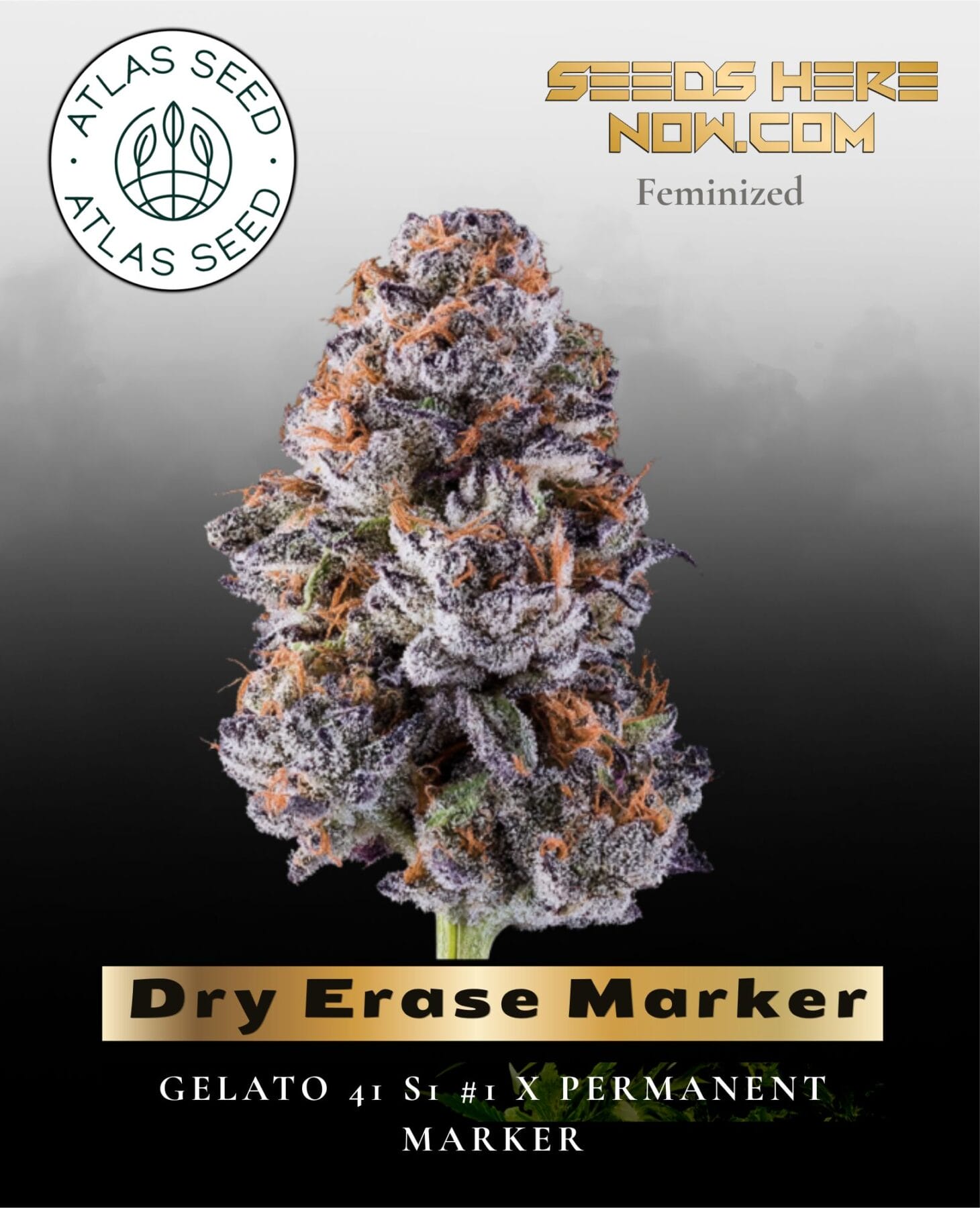 Dry Erase Marker Feminized Seeds - Atlas Seed