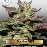 Dosidos FAST (Feminized) - Atlas Seed