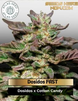 Dosidos FAST Feminized Seeds (space) Atlas Seed