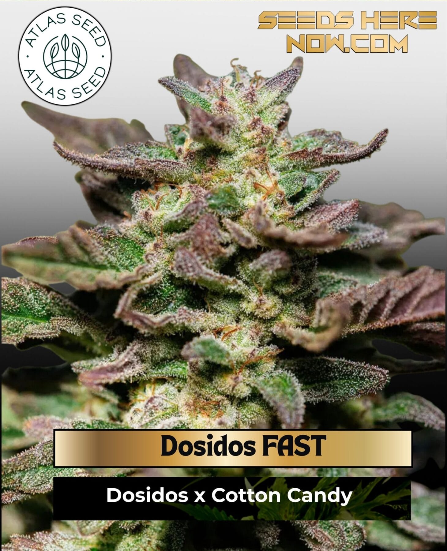 Dosidos FAST Feminized Seeds - Atlas Seed