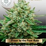 Froot by the Foot Auto (Feminized) - Atlas Seed