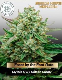 Froot by the Foot Auto Feminized Seeds (space) Atlas Seed
