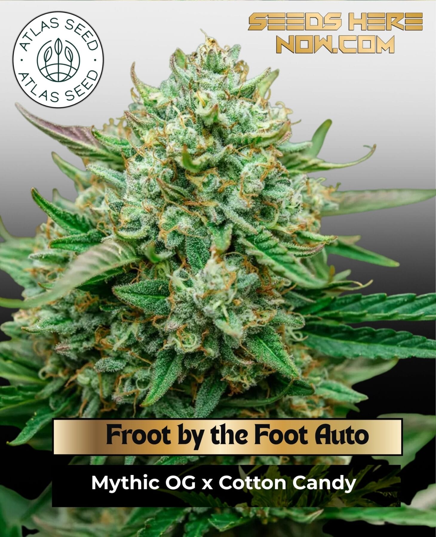 Froot by the Foot Auto Feminized Seeds - Atlas Seed