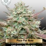 Face Fat Auto (Feminized) - Atlas Seed