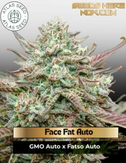 Face Fat Auto Feminized Seeds (space) Atlas Seed