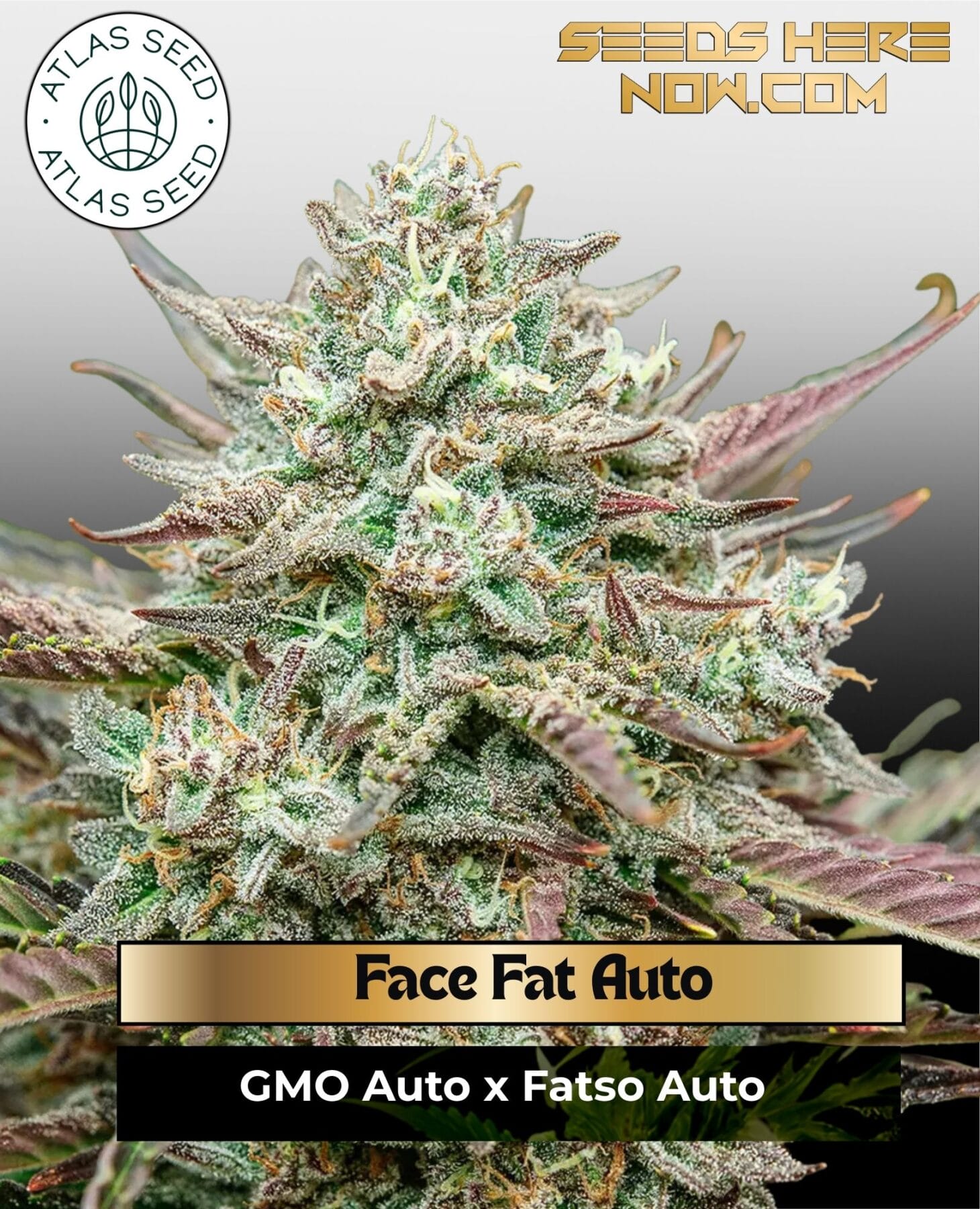Face Fat Auto Feminized Seeds - Atlas Seed