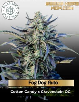 Fog Dog Auto Feminized Seeds (space) Atlas Seed