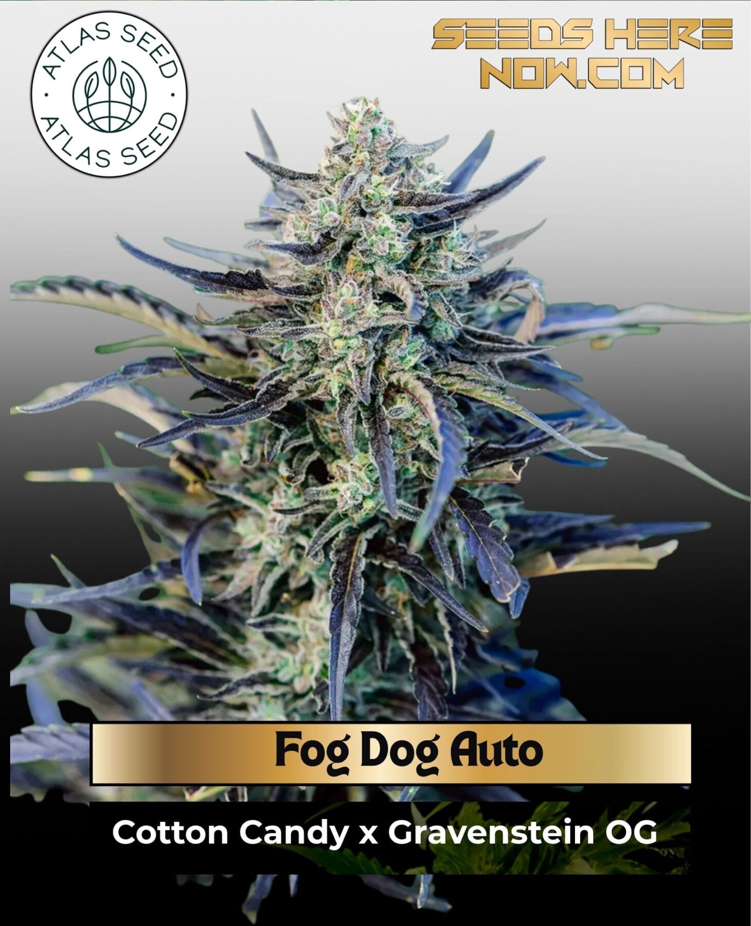 Fog Dog Auto Feminized Seeds - Atlas Seed