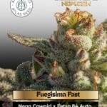 Fuegisima Fast (Feminized) - Atlas Seed