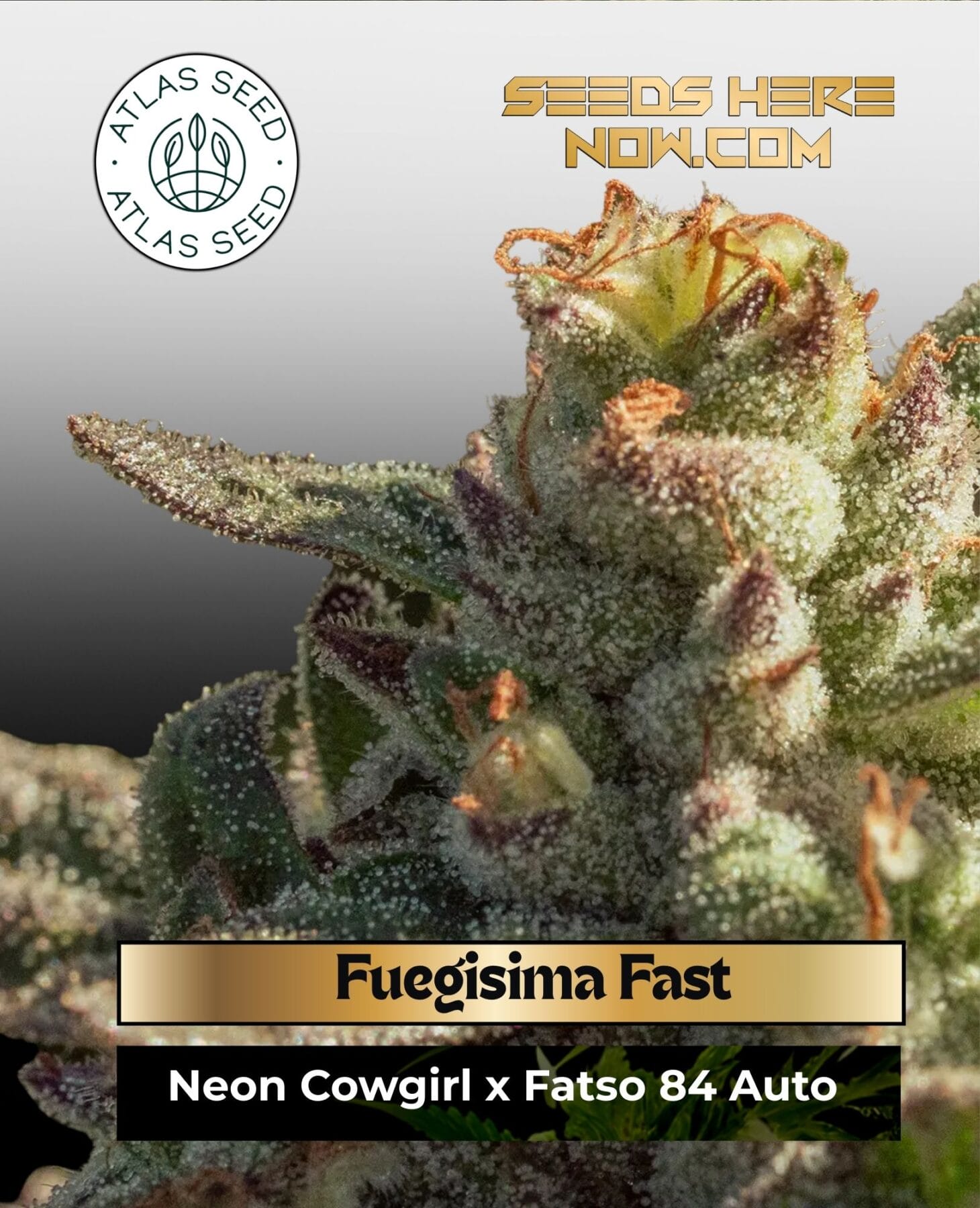 Fuegisima Fast Feminized Seeds - Atlas Seed