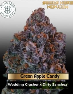 Green Apple Candy Feminized Seeds (space) Atlas Seed
