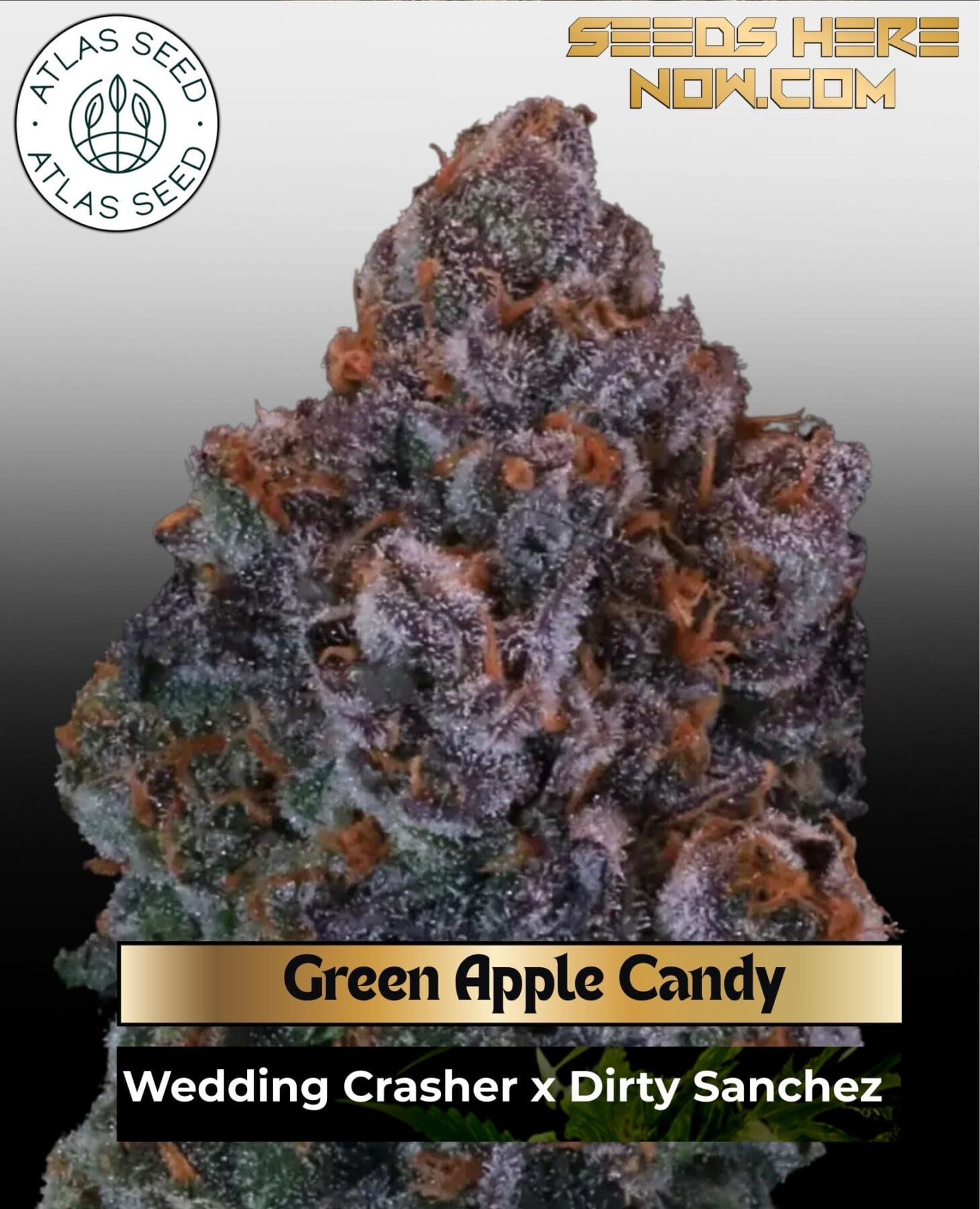 Green Apple Candy Feminized Seeds - Atlas Seed