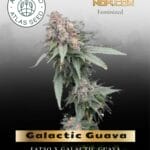 Galactic Guava Fast (Feminized) - Atlas Seed
