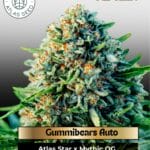 Gummibears Auto Feminized Seeds - Atlas Seed