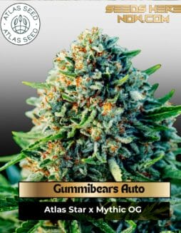 Gummibears Auto Feminized Seeds (space) Atlas Seed