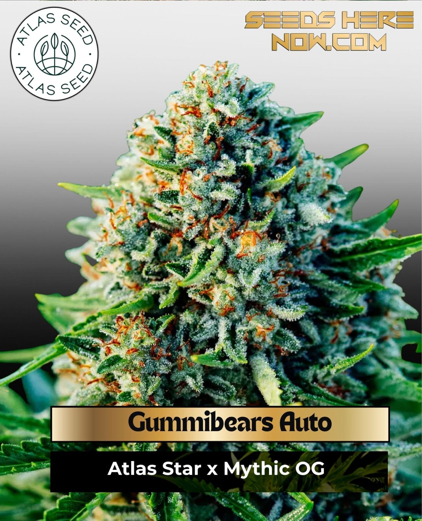 Gummibears Auto Feminized Seeds - Atlas Seed