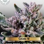 Gelato 41 (Feminized) - Atlas Seed