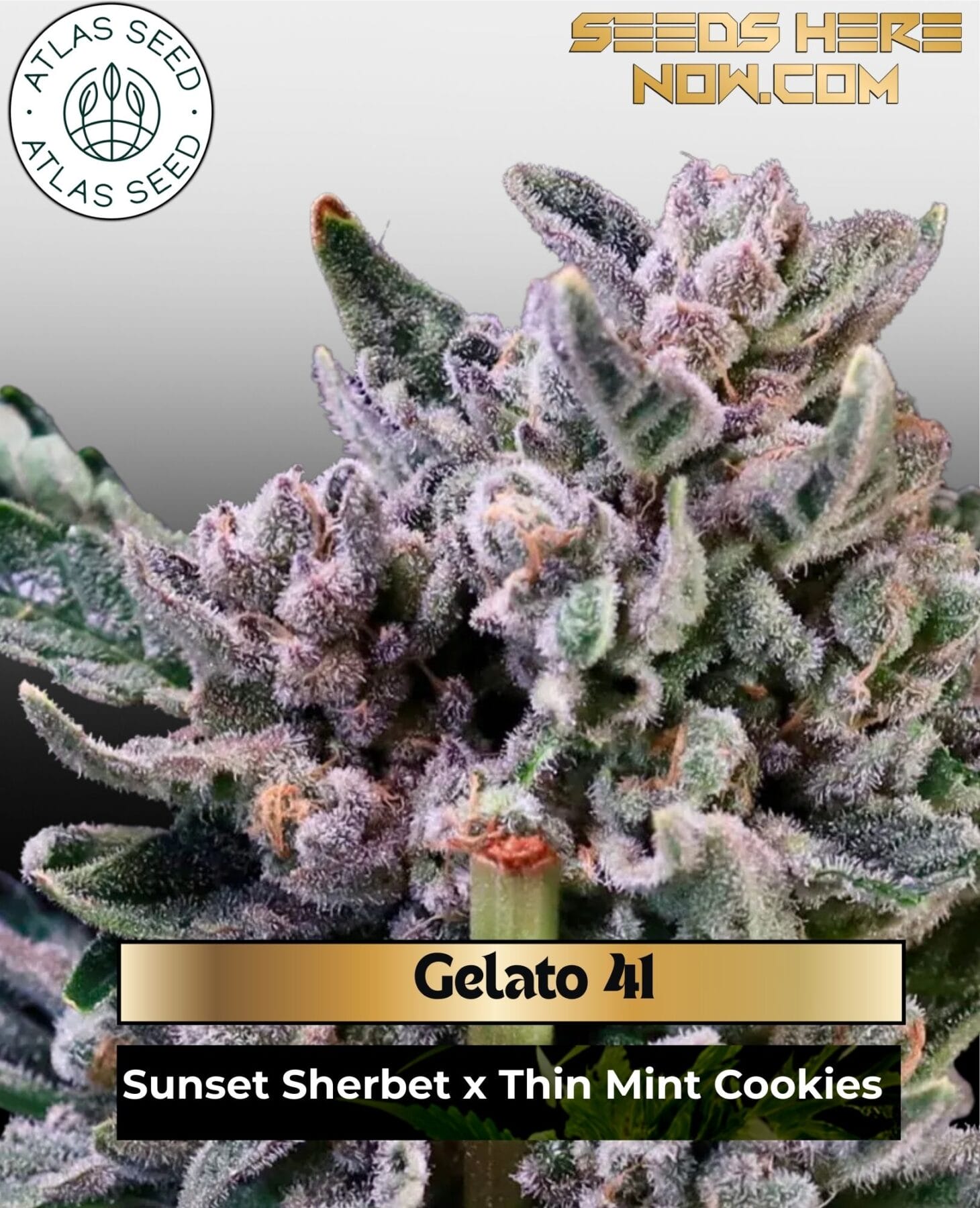 Gelato 41 Feminized Seeds - Atlas Seed