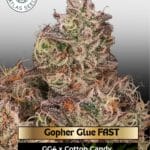 Gopher Glue FAST Feminized Seeds - Atlas Seed