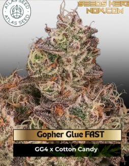 Gopher Glue FAST Feminized Seeds (space) Atlas Seed