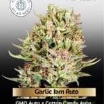 Garlic Jam Auto (Feminized) - Atlas Seed
