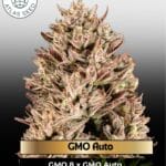 GMO Auto Feminized Seeds - Atlas Seed